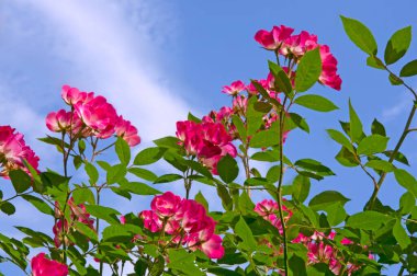 Güzel parlak misk gülleri (Bukavu) yakın plan mavi gökyüzü ve parlak güneşli bir günde beyaz bulutlara karşı