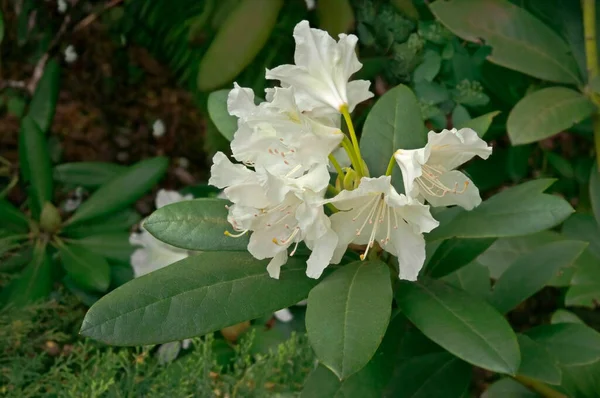 艳丽的粉红色花朵在花园绿草的背景下特写着阿斯特兰蒂 — 图库照片