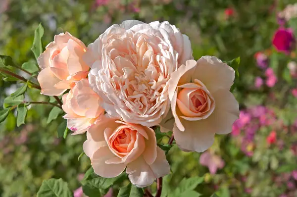 Beautiful White Light Orange Roses Close Sun Flower Garden — Stock Photo, Image