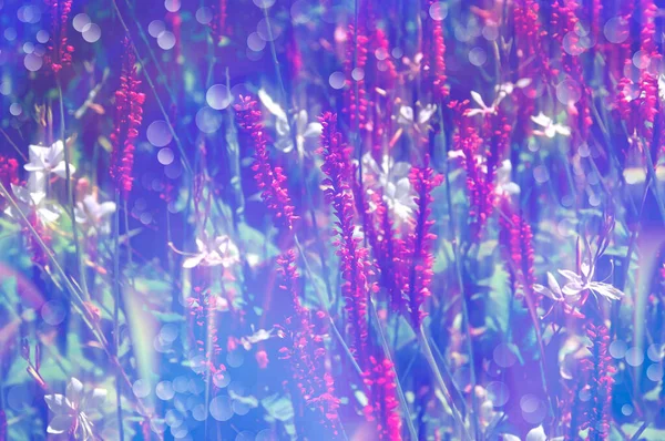 Bokeh ile soyut bir arka planda parlak pembe ve beyaz çiçeklerin bulanık çiçek arkaplanı