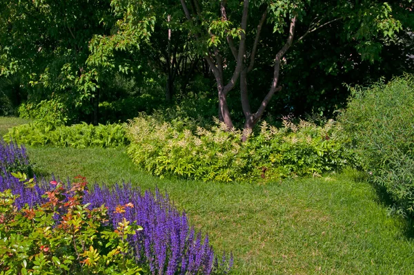 一座花园的城市公园里 开满了由鼠尾草 Salvia 和白花 Astilbe 组成的艳丽的紫色花朵 — 图库照片