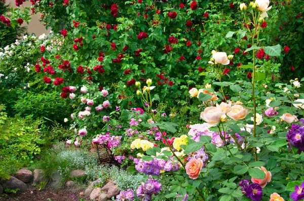 一个美丽的夏季花卉花园 有各种各样的玫瑰 有白色的 粉色的 红色的 丁香的 丁香的阴影 背景是攀爬的红玫瑰 弗拉门坦兹 — 图库照片