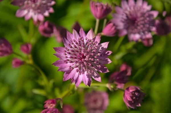 Fiori Rosa Brillante Astrantia Primo Piano Uno Sfondo Erba Verde — Foto Stock