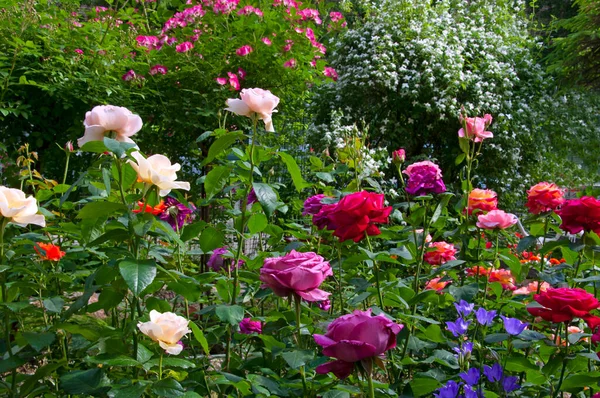 在阳光灿烂的日子里 美丽而又不同的玫瑰和铃铛在花园子里紧密相连 — 图库照片