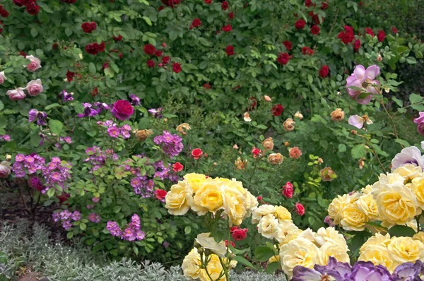 在阳光灿烂的日子里 美丽的花园 有各种各样的玫瑰和观赏植物 — 图库照片