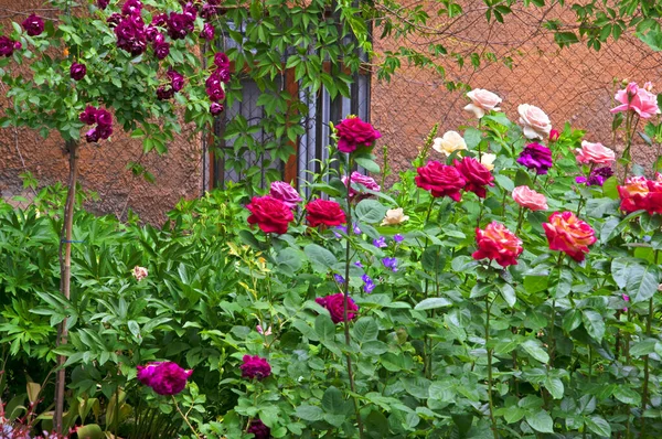 Belas Rosas Diferentes Fundo Uma Parede Pintada Velha Com Uma — Fotografia de Stock