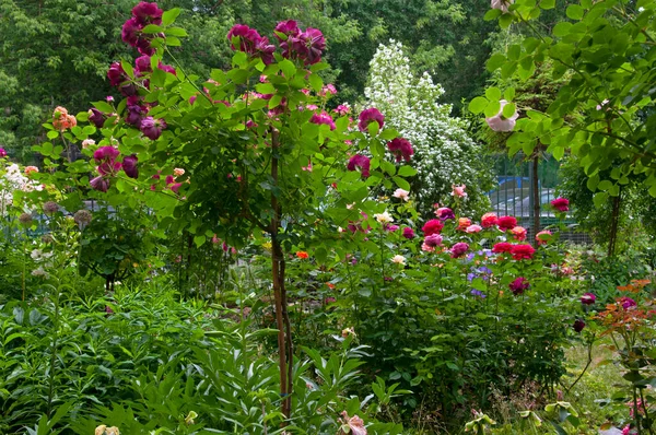 美丽的夏季花卉花园 玫瑰种类繁多 有白色 紫色和观赏植物 — 图库照片