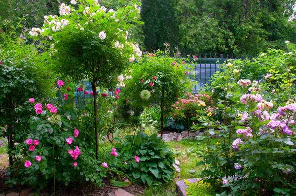 Beau Jardin Été Avec Des Roses Différentes Variétés Blanc Rose — Photo