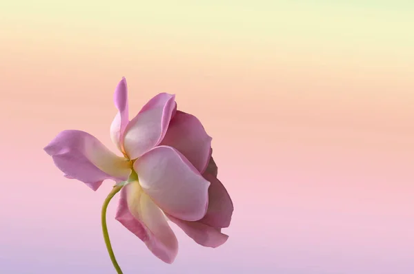 Ljus Vacker Rosa Ros Närbild Färgad Abstrakt Suddig Bakgrund Med — Stockfoto