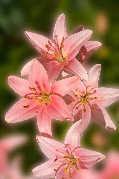 在一个花园的城市公园里 明亮而美丽的粉色百合花在绿叶的背景下紧密相连 — 图库照片