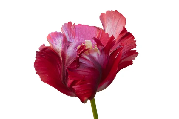 Colorato Rosa Rosso Pappagallo Tulipano Vicino Sfondo Bianco Isolato — Foto Stock