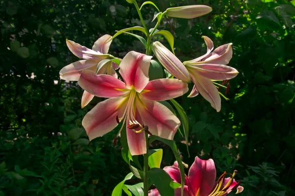 阳光明媚的一天 美丽的白色紫色百合花在花园绿叶的衬托下高高地绽放 — 图库照片