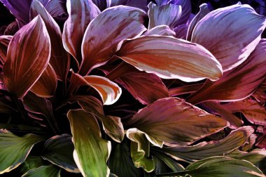 Maviyle, yeşille, sarıyla, kırmızıyla kaplanmış güzel ev sahiplerinin stilize edilmiş yaprakları.