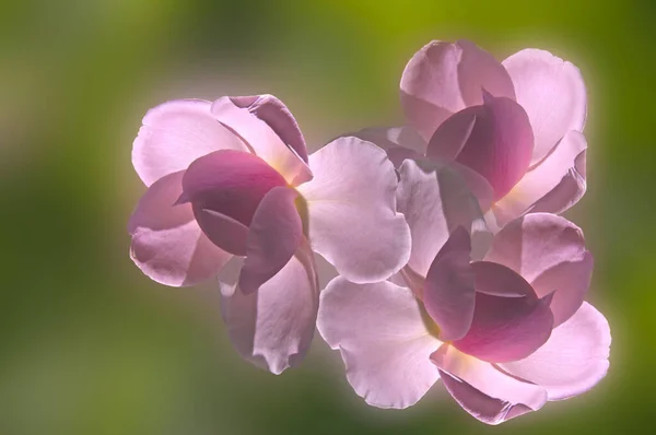 Heldere Mooie Roze Rozen Close Een Gekleurde Abstracte Wazige Achtergrond — Stockfoto