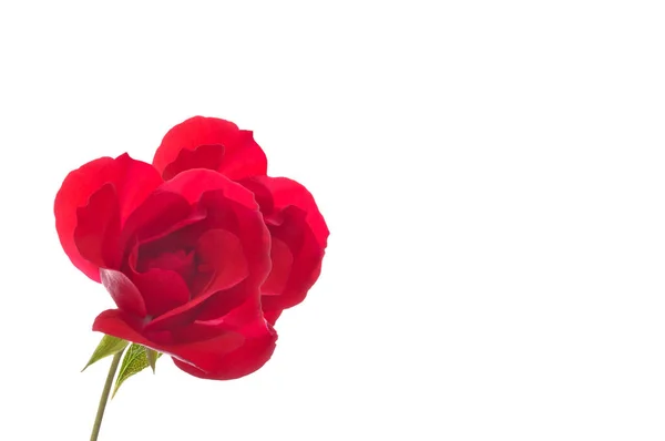 One Beautiful Red Rose Close White Isolated Background Place Text — Stock Photo, Image