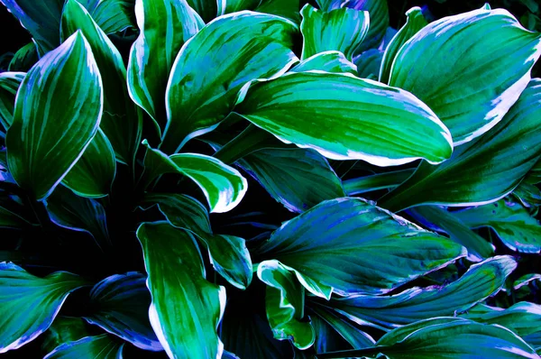 Hojas Estilizadas Brillantes Hermosas Hosta Primer Plano Colores Azul Verde —  Fotos de Stock