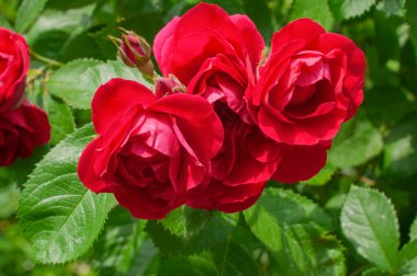 Çiçek bahçesindeki yeşil yaprakların arka planında tomurcukları olan parlak kırmızı güller.