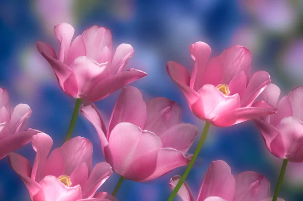 Jasně Krásné Růžové Tulipány Zblízka Květinové Zahradě Abstraktní Modré Růžové — Stock fotografie