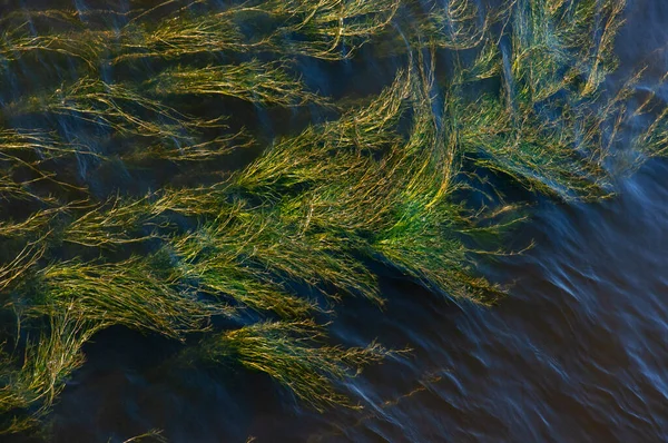 Parlak Yeşil Yosunlar Nehirdeki Mavi Sulara Kapanıyor — Stok fotoğraf