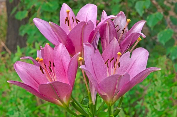 色彩艳丽的粉色百合花在花园绿叶的背景下特写 — 图库照片