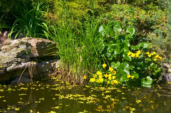 Schöner Teich Mit Steinen Gelben Blumen Grünen Kräutern Und Verschiedenen — Stockfoto