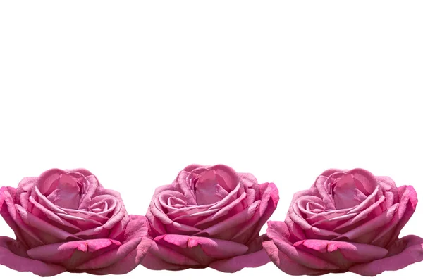 Tre Belle Rose Rosa Luminose Vicino Sfondo Bianco Isolato Con — Foto Stock