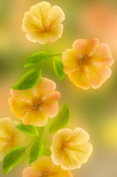 抽象的なぼやけた背景に明るい美しい様式化された焦点を当てたペチュニアの花のクローズアップ — ストック写真