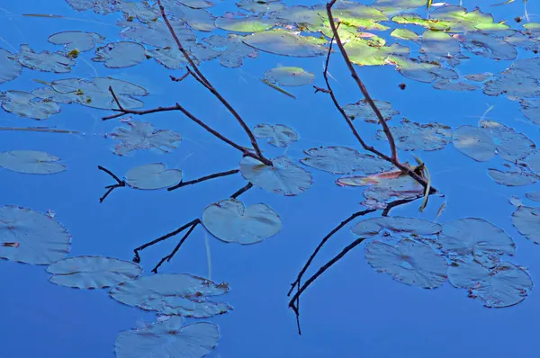 Hojas Lirio Agua Ramas Secas Árbol Con Reflejo Agua Azul —  Fotos de Stock