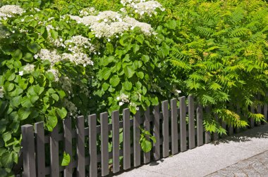 Ortanca paniklemesinin (Hydrangea paniculata) beyaz çiçekleri ve gri ahşap bir çitin arka planında rowan çalıları
