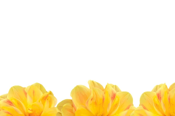 黄色のダリアの花びらから花の美しい背景テキストのための場所と白の隔離された背景 — ストック写真