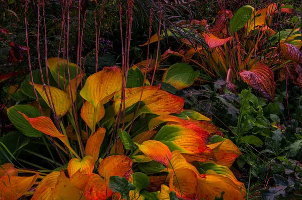 Jasně Barevné Podzimní Oranžové Červené Žluté Fialové Zelené Listy Hosta — Stock fotografie