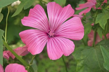 Parlak pembe bir Lavatera şamandırası.