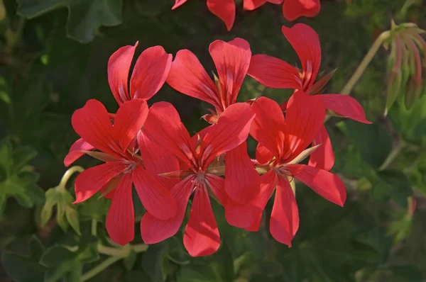 Vermelho Brilhante Belas Flores Gerânio Close Com Folhas Verdes Jardim — Fotografia de Stock