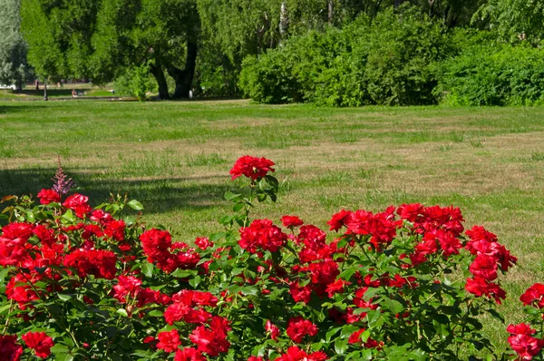 Λαμπερά Κόκκινα Όμορφα Τριαντάφυλλα Έναν Κήπο Λουλούδια Φόντο Πράσινων Δέντρων — Φωτογραφία Αρχείου