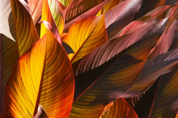 Parlak renkli sonbahar sarısı, kırmızı, turuncu mor teneke yaprakların arkaplanı