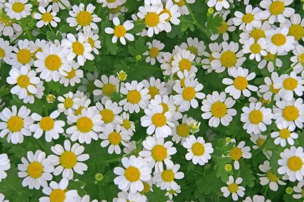 Fondo Colorido Brillante Flores Blancas Matricaria Pyrethru —  Fotos de Stock