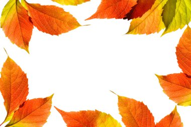 Sonbahar rengarenk parlak yeşil kırmızı üzüm yaprakları beyaz izole arkaplanda