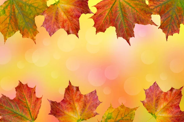Herfst Esdoorn Kleurrijke Groene Rode Gele Bladeren Abstract Geel Roze — Stockfoto