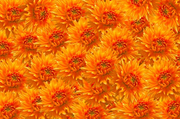 色彩艳丽的橙黄色大丽花特写的亮丽花朵背景 — 图库照片