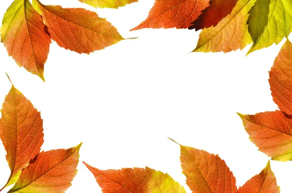 Herfst Kleurrijke Helder Groen Rood Gele Druivenbladeren Witte Geïsoleerde Achtergrond — Stockfoto