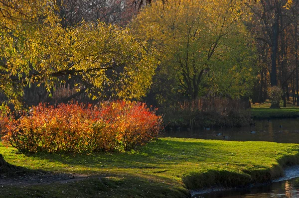 Hermosos Árboles Otoño Parque Junto Lago Con Patos Día Soleado —  Fotos de Stock