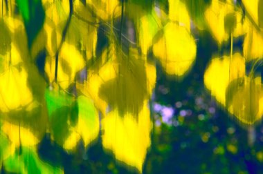 Stilize edilmiş sonbahar sarı yaprakları soyut mavi arka plandaki ağaç dallarında Bokeh ile birlikte.