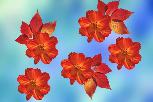 Leuchtend Bunte Rot Gelbe Blumen Csmos Nahaufnahme Mit Herbstblättern Auf — Stockfoto