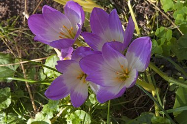 Parlak mor çiçek kolşisi çiçek bahçesindeki yeşil yaprakların arka planına yakın çekim