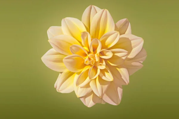 One beautiful white yellow dahlia flower close up on abstract green background