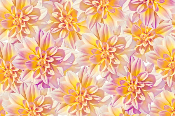 明るい色鮮やかなピンク黄色の紫色のダリアの花の明るい美しい花の背景を閉じる — ストック写真