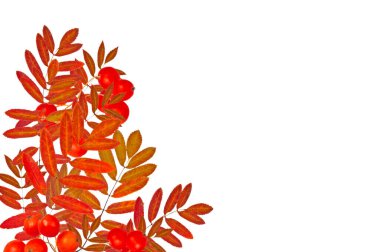 Renkli rovan yapraklarından oluşan parlak bir sonbahar buketi ve beyaz izole arkaplanda kırmızı böğürtlenler.