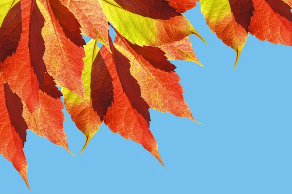 Heldere Mooie Herfst Achtergrond Van Kleurrijke Herfst Wijnstok Bladeren Blauwe — Stockfoto