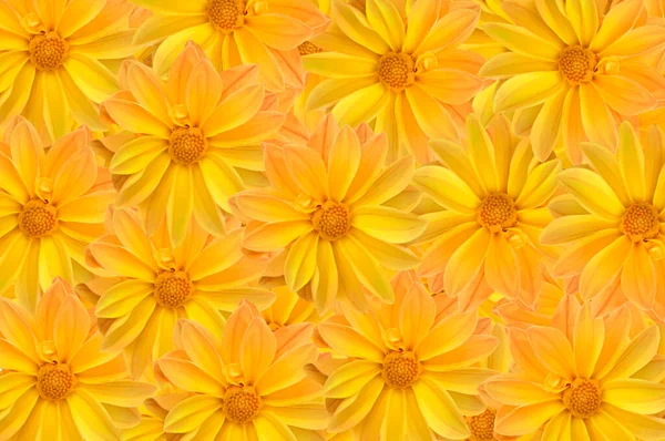 Rengarenk pembe, turuncu, sarı dekolteli çiçeklerin parlak güzel çiçek arkaplanı