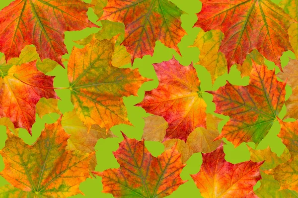 Hell Schönen Herbst Hintergrund Der Bunten Herbst Ahorn Blätter Auf — Stockfoto